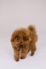 Foto №3. Toy Poodle Red Brown. Tschechische Republik