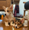 Foto №2 zu Ankündigung № 98609 zu verkaufen welsh corgi - einkaufen Schweden quotient 	ankündigung