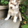 Foto №2 zu Ankündigung № 109167 zu verkaufen siberian husky - einkaufen Deutschland quotient 	ankündigung