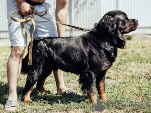 Foto №3. Großer Hund Caesar. Russische Föderation