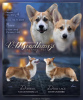 Foto №1. welsh corgi - zum Verkauf in der Stadt Glendale | 3502€ | Ankündigung № 86365