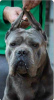 Zusätzliche Fotos: Cane Corso-Welpen