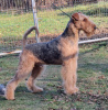 Foto №2 zu Ankündigung № 123253 zu verkaufen airedale terrier - einkaufen Polen züchter