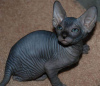 Foto №2 zu Ankündigung № 97590 zu verkaufen sphynx-katze - einkaufen Deutschland quotient 	ankündigung, züchter