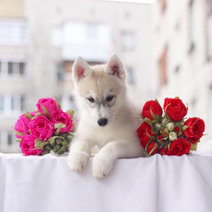 Zusätzliche Fotos: Zum Verkauf angeboten werden reinrassige Siberian Huskies.