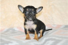 Foto №3. Entzückende Chihuahua-Welpen zur kostenlosen Adoption. Deutschland