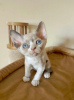 Foto №1. devon rex - zum Verkauf in der Stadt München | 350€ | Ankündigung № 112420