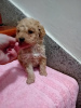 Foto №3. Maltipoo welpen. Serbien