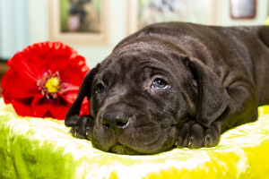 Foto №1. cane corso italiano - zum Verkauf in der Stadt Dnipro | verhandelt | Ankündigung № 2416