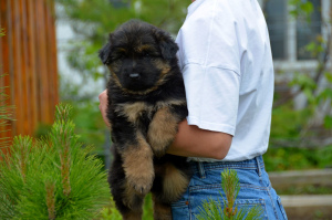 Foto №4. Ich werde verkaufen deutscher schäferhund in der Stadt Kiew. züchter - preis - 15€