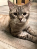 Zusätzliche Fotos: Mura ist eine imposante junge Katze mit rosa Fell und blauem Blut.