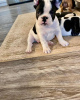 Zusätzliche Fotos: Französische Bulldogge.