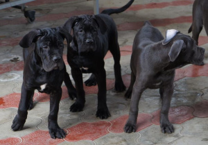 Zusätzliche Fotos: Cane Corso Welpen zu verkaufen