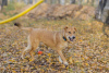 Foto №2 zu Ankündigung № 29509 zu verkaufen mischlingshund - einkaufen Russische Föderation aus dem tierheim
