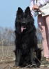 Foto №3. Deutscher Schäferhund Welpe, schwarzer langhaariger Junge, Weltmeister Nachkomme. Ukraine