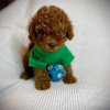 Foto №3. Wunderschöne Cavapoo-Welpen für ein neues Zuhause.. Schweden