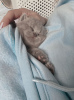 Zusätzliche Fotos: Schöne Britisch Kurzhaar Blue Babies
