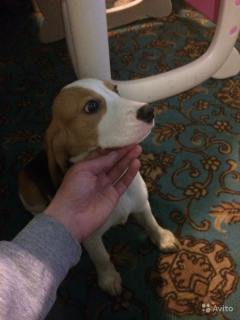 Foto №1. beagle - zum Verkauf in der Stadt St. Petersburg | 209€ | Ankündigung № 1687