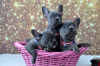 Foto №3. French Bulldogs Puppies for adoption. Deutschland