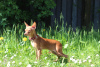 Foto №3. Russischer Spielzeug-Minihund, Junge, FCI. Polen
