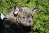 Zusätzliche Fotos: Exotische französische Bulldoggenwelpen