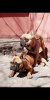 Foto №1. französische bulldogge - zum Verkauf in der Stadt Dnipro | verhandelt | Ankündigung № 8693