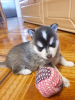 Foto №2 zu Ankündigung № 75802 zu verkaufen alaskan malamute - einkaufen Litauen quotient 	ankündigung, züchter