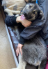 Foto №2 zu Ankündigung № 10739 zu verkaufen mischlingshund - einkaufen Russische Föderation quotient 	ankündigung