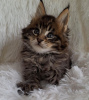 Foto №2 zu Ankündigung № 110706 zu verkaufen maine-coon-katze - einkaufen USA quotient 	ankündigung