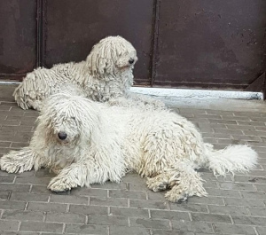 Foto №1. komondor - zum Verkauf in der Stadt St. Petersburg | verhandelt | Ankündigung № 6935