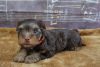 Foto №1. yorkshire terrier - zum Verkauf in der Stadt Paris | verhandelt | Ankündigung № 9502