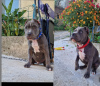 Foto №2 zu Ankündigung № 109505 zu verkaufen american bully - einkaufen Italien quotient 	ankündigung