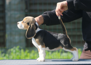 Foto №1. beagle - zum Verkauf in der Stadt Minsk | 506€ | Ankündigung № 2906