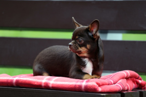 Foto №3. Churchill - Chihuahua.. Russische Föderation