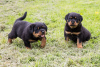 Foto №1. rottweiler - zum Verkauf in der Stadt Carlsbad | 473€ | Ankündigung № 87546