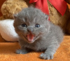Foto №3. Britische Kurzhaar-Kätzchen zur Adoption. USA