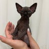 Foto №2 zu Ankündigung № 93340 zu verkaufen sphynx-katze - einkaufen USA quotient 	ankündigung