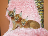 Foto №2 zu Ankündigung № 118456 zu verkaufen caracal - einkaufen Belgien 