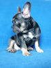 Foto №2 zu Ankündigung № 13249 zu verkaufen französische bulldogge - einkaufen Ukraine züchter