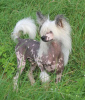 Foto №2 zu Ankündigung № 105361 zu verkaufen chinesischer schopfhund - einkaufen Deutschland züchter