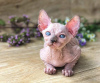 Foto №1. sphynx-katze - zum Verkauf in der Stadt Berlin | 400€ | Ankündigung № 123427