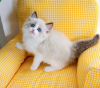 Foto №2 zu Ankündigung № 58803 zu verkaufen ragdoll-katze - einkaufen USA quotient 	ankündigung