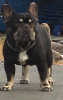 Foto №2 zu Ankündigung № 124233 zu verkaufen französische bulldogge - einkaufen Russische Föderation vom kindergarten