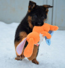 Foto №2 zu Ankündigung № 17869 zu verkaufen deutscher schäferhund - einkaufen Ukraine quotient 	ankündigung, vom kindergarten, züchter