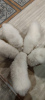 Zusätzliche Fotos: Weiße flauschige Samojedenwelpen