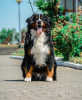 Foto №2 zu Ankündigung № 11441 zu verkaufen berner sennenhund - einkaufen Weißrussland züchter
