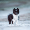 Foto №2 zu Ankündigung № 99454 zu verkaufen shetland sheepdog - einkaufen Deutschland quotient 	ankündigung, vom kindergarten, aus dem tierheim