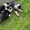 Foto №2 zu Ankündigung № 42513 zu verkaufen border collie - einkaufen Deutschland quotient 	ankündigung