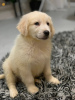 Foto №2 zu Ankündigung № 30308 zu verkaufen golden retriever - einkaufen Polen quotient 	ankündigung