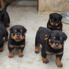 Foto №1. rottweiler - zum Verkauf in der Stadt Антверпен | 450€ | Ankündigung № 120689